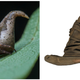 (Photo: Indian Journal Of Arachnology & Pottermore.com)